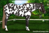 Horse Color:Liver Chestnut Appaloosa 