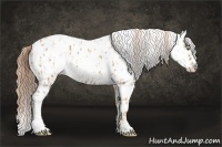 Horse Color:Gold Champagne Appaloosa and Gold Champagne Appaloosa