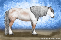 Horse Color:Gray Bay 