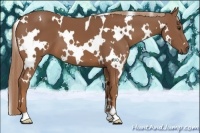 Horse Color:White Spotted Chestnut 