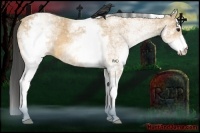 Horse Color:White Spotted Buckskin