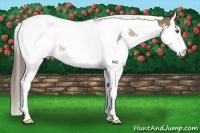 Horse Color:Bay Splash Tobiano Appaloosa Rabicano 