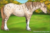 Horse Color:Buckskin Appaloosa  and Buckskin Pearl 