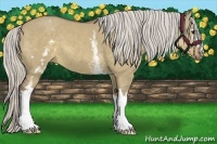 Horse Color:White Spotted Silver Smoky Grullo 