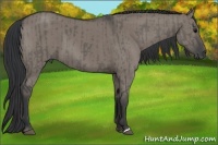 Horse Color:Grullo and Grullo