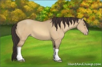 Horse Color:Amber Champagne Dun 