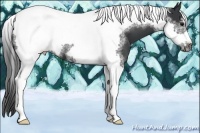 Horse Color:Black Tobiano Frame