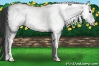 Horse Color:White Spotted Bay 