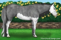 Horse Color:Blue Roan Splash 