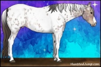 Horse Color:Plaid  Brown Ice Tobiano Appaloosa Rabicano 