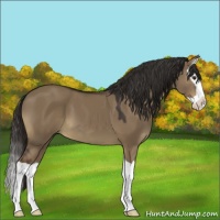 Horse Color:Liver Red Dun Splash 
