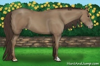 Horse Color:Classic Champagne 