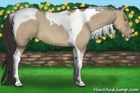 Horse Color:Sable Champagne Dun Tobiano 