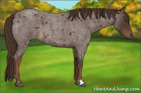 Horse Color:Liver Red Roan 