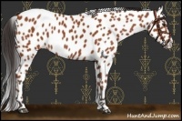 Horse Color:Bay Leopard 
