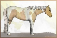 Horse Color:Silver Buckskin Roan Tobiano 