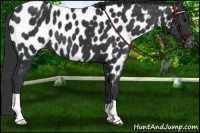 Horse Color:Black Near Leopard 