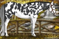 Horse Color:Black Splash Near Leopard 