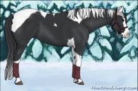 Horse Color:Black Splash Tobiano