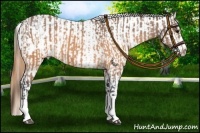 Horse Color:Buckskin Appaloosa and Buckskin Appaloosa