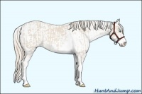 Horse Color:Smoky Creme Sabino and Smoky Creme Sabino