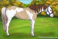 Horse Color:Red Dun Splash  and Red Dun Splash 