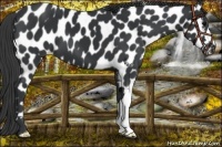 Horse Color:Black Near Leopard 