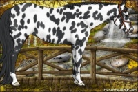 Horse Color:Black Appaloosa