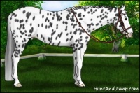 Horse Color:Black Splash Appaloosa 
