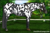 Horse Color:Black Near Leopard 