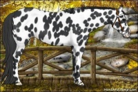 Horse Color:Black Appaloosa