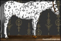 Horse Color:Black Appaloosa 