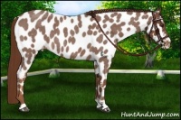 Horse Color:Red Roan Near Leopard 