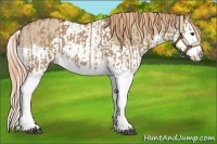 Horse Color:Red Dun Splash and Red Dun Splash