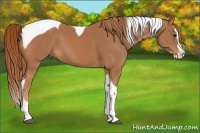 Horse Color:Chestnut Splash Tobiano