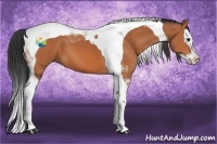 Horse Color:Bay Splash Tobiano