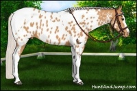 Horse Color:White Spotted Silver Bay Tobiano Near Leopard 