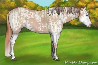 Horse Color:Watercolor Red Dun Splash  and Watercolor Red Dun Splash Tobiano 