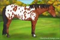 Horse Color:Bay Appaloosa 