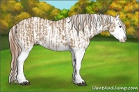 Horse Color:Red Dun Splash and Red Dun Splash