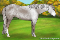 Horse Color:Gray Chestnut 