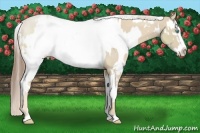 Horse Color:White Spotted Cremello  and Liver Chestnut Pearl Splash 