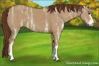 Horse Color:Red Dun Ice Sabino 