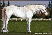 Horse Color:Red Dun Splash and Red Dun Splash