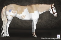 Horse Color:Red Dun Splash  and Red Dun Splash 