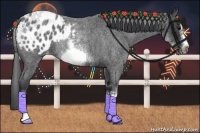 Horse Color:White Spotted Blue Roan Splash Frame Appaloosa