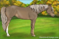 Horse Color:Chocolate Palomino 