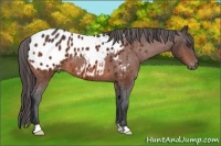 Horse Color:Bay Appaloosa