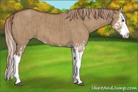 Horse Color:Red Dun Splash  and Red Dun Splash 