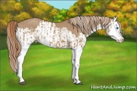 Horse Color:Red Dun Splash  and Red Dun Splash 